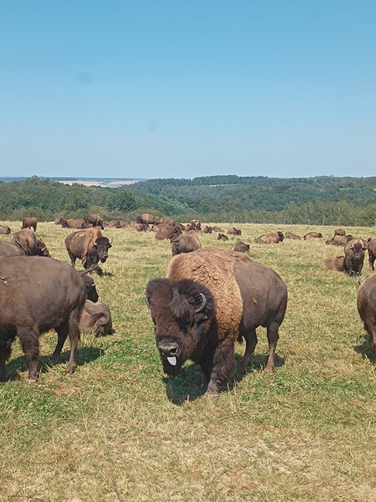 Week-end au ranch des bisons au Petit-Réderching 24 et 25 aout 2024